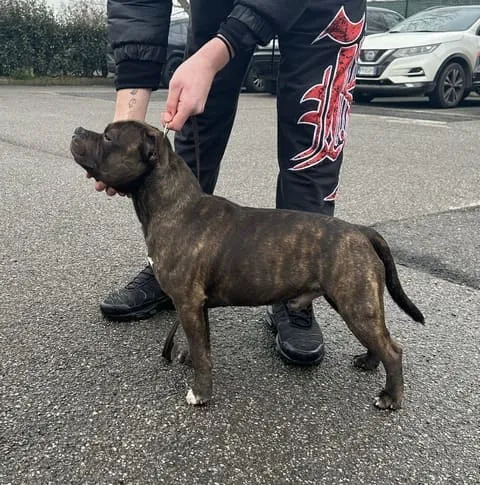 Lothar Del Piccolo Diavolo