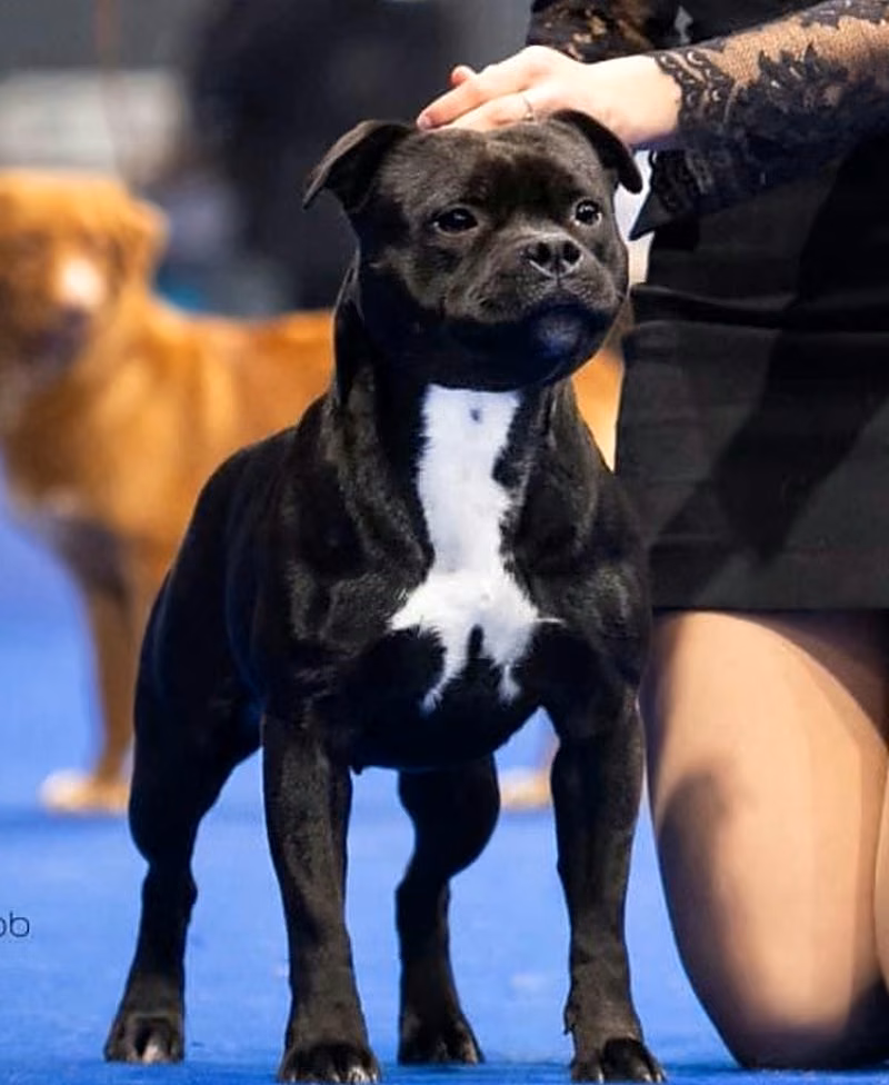 JCH CH Bilquis Goddess Diabhal, Campionessa Italiana Staffordshire Bull Terrier, in posa sul ring di esposizione