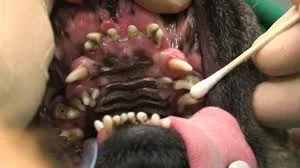 BOAS Sindrome Brachicefalica Staffordshire Bull Terrier