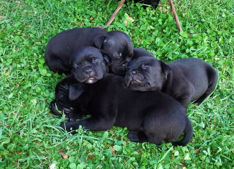 Quanto Costa un Cucciolo di Staffordshire Bull Terrier