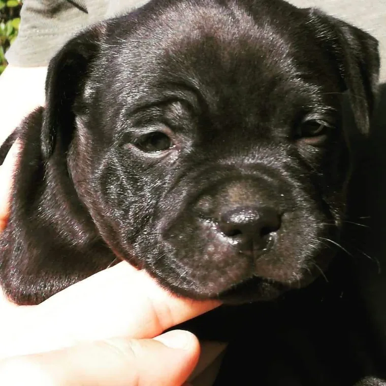Cucciolo di Staffordshire Bull Terrier dell'allevamento Del Piccolo Diavolo