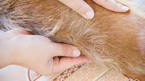 Staffordshire Bull Terrier puppy vaccinations