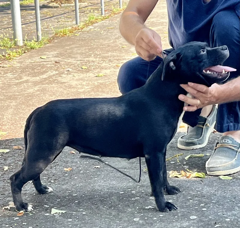 Staffordshire Bull Terrier nero di profilo, struttura tipica della razza