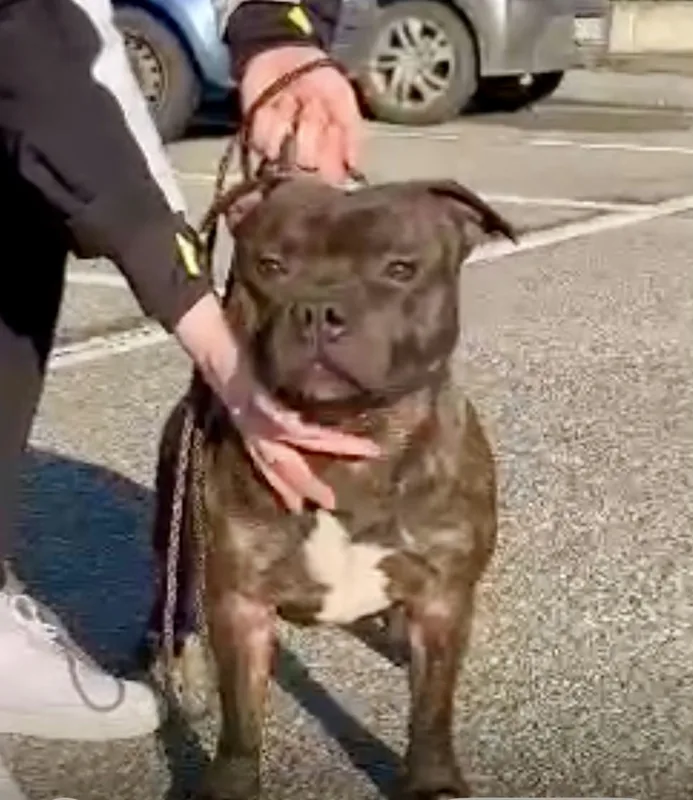 Staffordshire Bull Terrier tigrato accarezzato dal proprietario