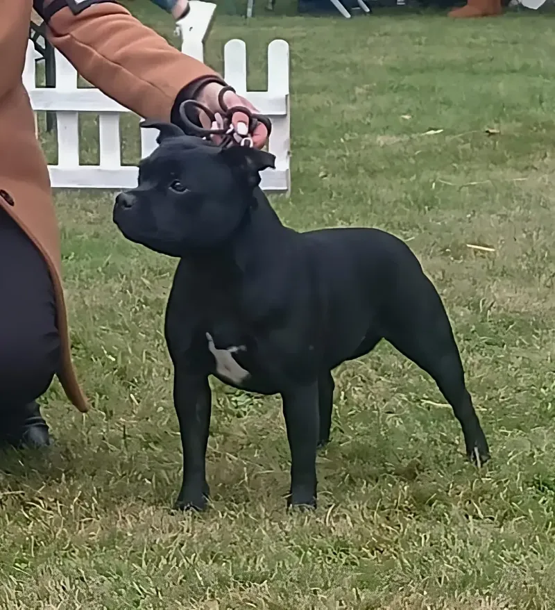 Cattleya Del Piccolo Diavolo at Valconcaclan, Staffordshire Bull Terrier dell'allevamento Del Piccolo Diavolo