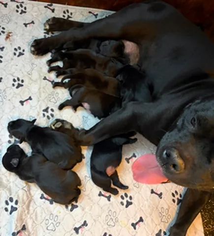 Cuccioli di Staffordshire Bull Terrier neri della cucciolata di Bilquis