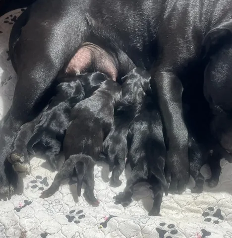 Bilquis con i suoi cuccioli Staffordshire Bull Terrier appena nati
