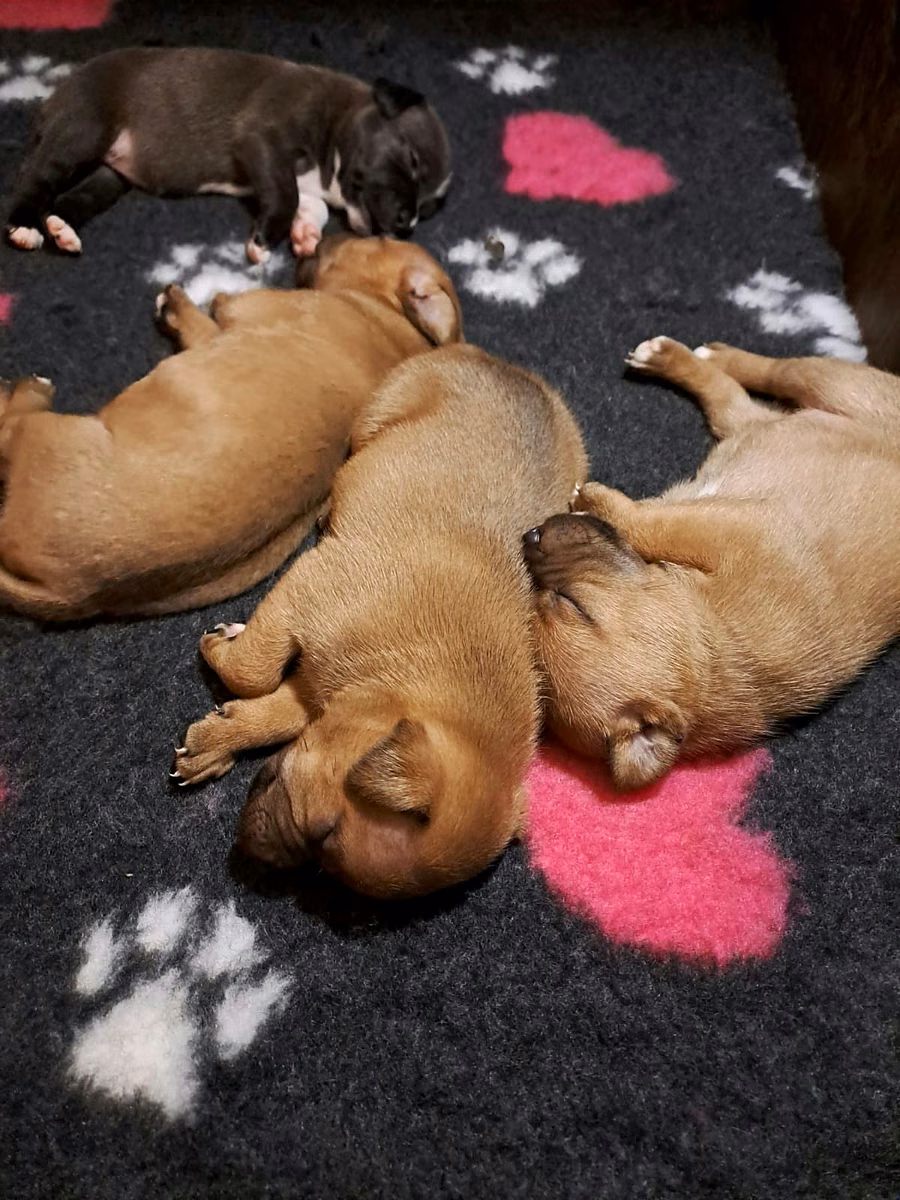 Cuccioli di Staffordshire Bull Terrier dell'allevamento Del Piccolo Diavolo, nati e cresciuti in famiglia a Ostellato (FE)
