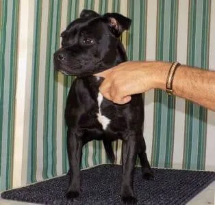 Foyleoak Maiden Derry