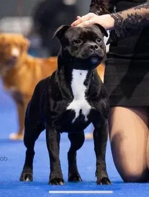 Bilquis Goddess Diabhal - Campionessa Italiana Staffordshire Bull Terrier