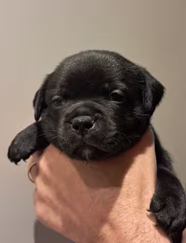 Cucciolo Staffordshire Bull Terrier in posa