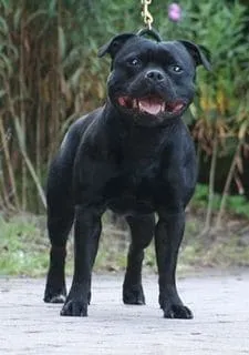 Elitebull Prospect - Riproduttore Staffordshire Bull Terrier