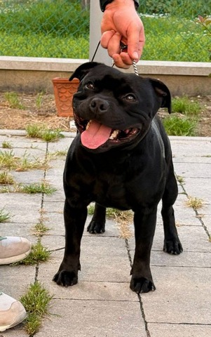 Black Jack Di Casa Giacalone - Riproduttore Staffordshire Bull Terrier nero