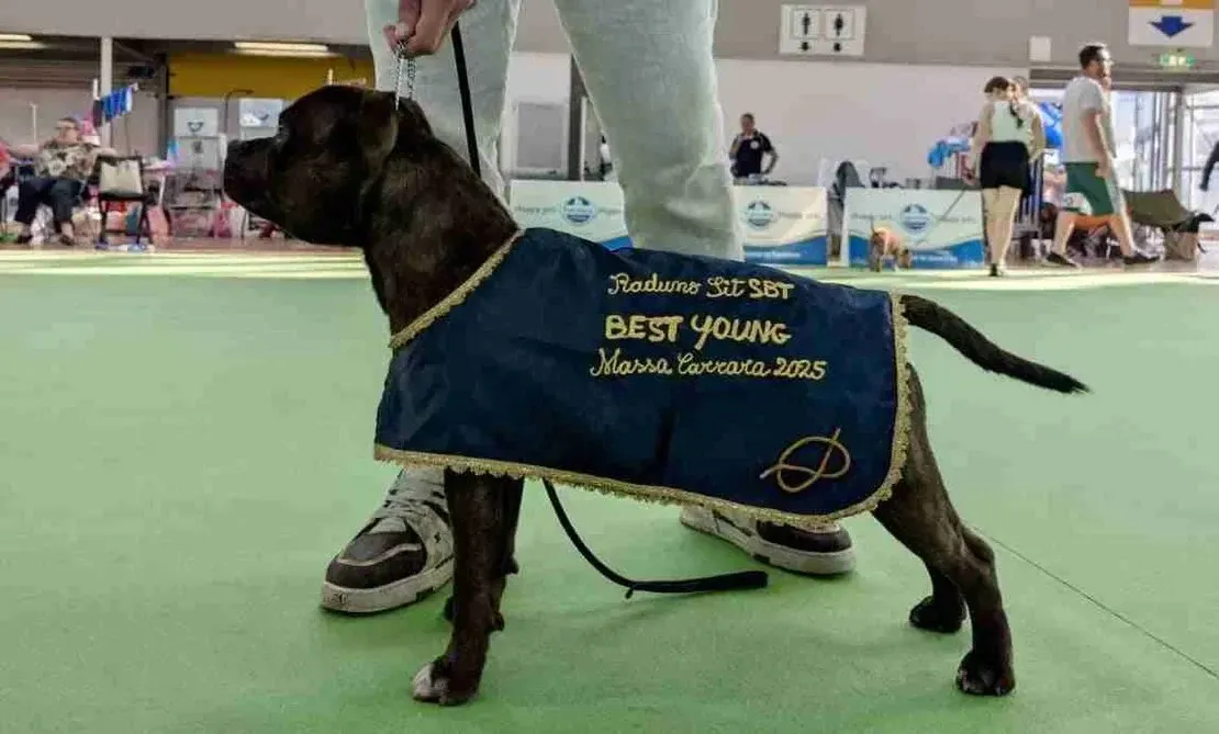 Lothar Matthaus, Giovane Campione Italiano e Campione Sloveno Staffordshire Bull Terrier