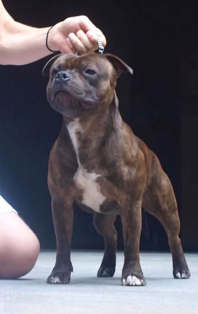 JCH Lothar Matthäus del Piccolo Diavolo, maschio Staffordshire Bull Terrier tigrato in posa da esposizione