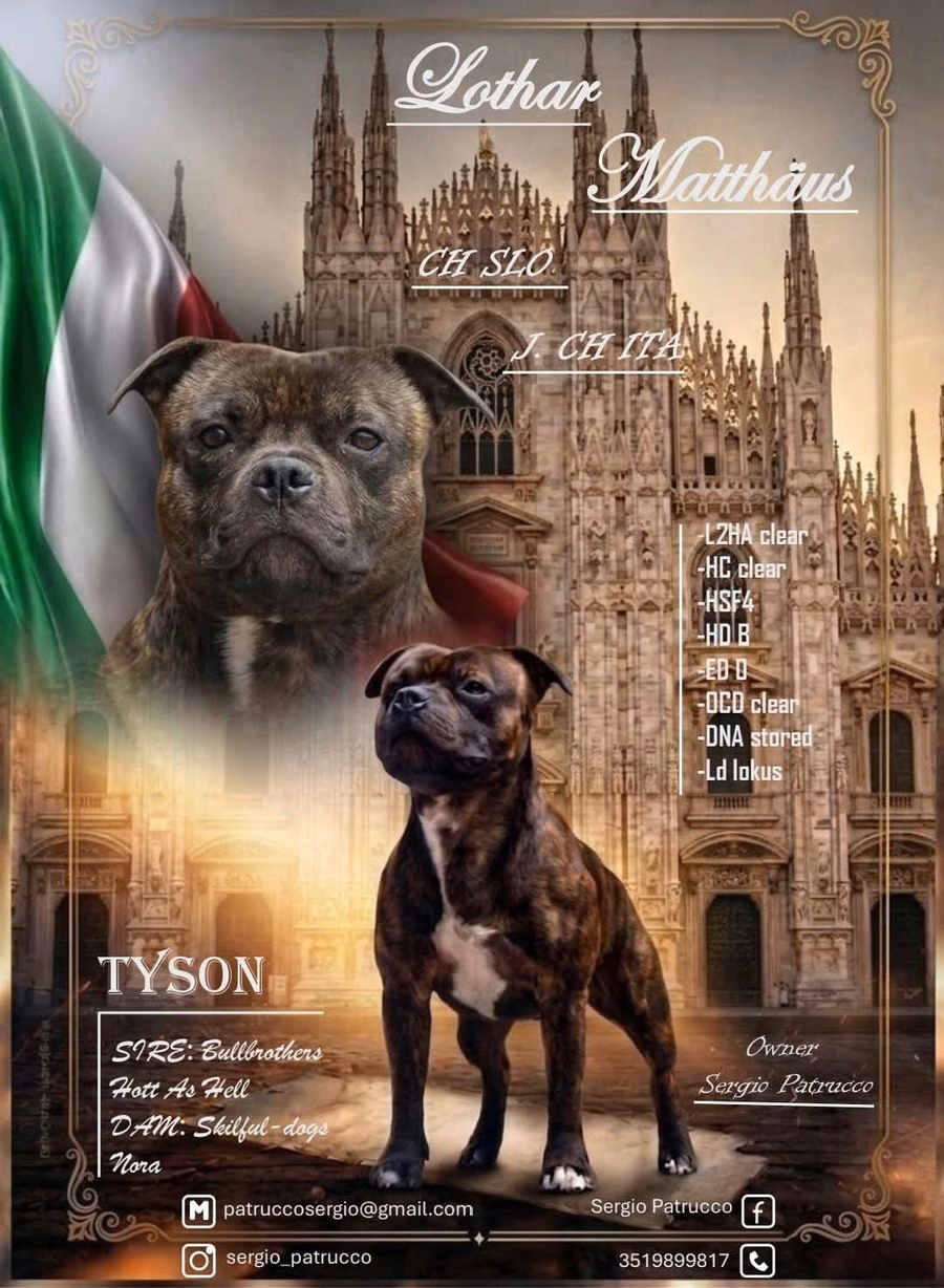CH SLO J.CH ITA Lothar Matthäus del Piccolo Diavolo detto Tyson, Staffordshire Bull Terrier tigrato allevato da Del Piccolo Diavolo
