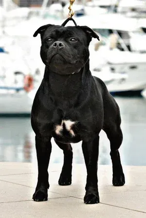 Luis - Maschio Staffordshire Bull Terrier riproduttore