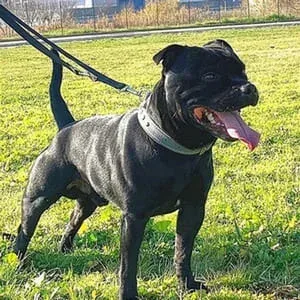 Braveheart del Piccolo Diavolo