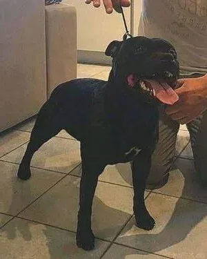 Papillon del Piccolo Diavolo