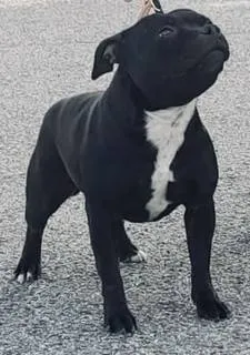 Lackyle Bean Croí Olc - Riproduttrice Staffordshire Bull Terrier