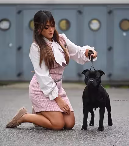 Handler con Staffordshire Bull Terrier nero