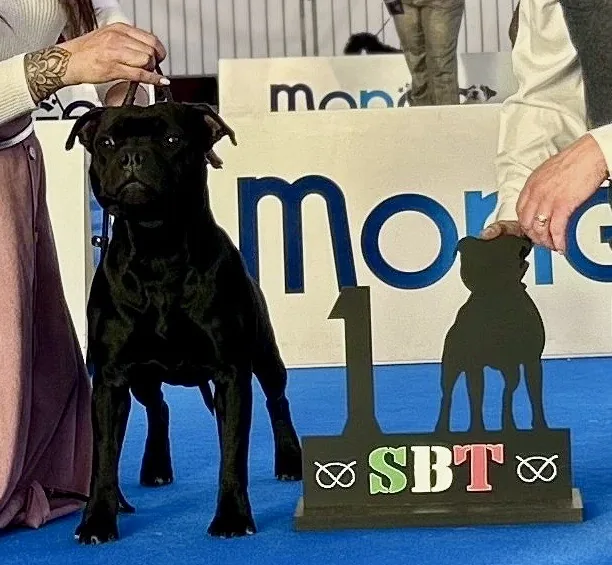 Tikus Del Piccolo Diavolo, BOB Maschio Puppy Staffordshire Bull Terrier