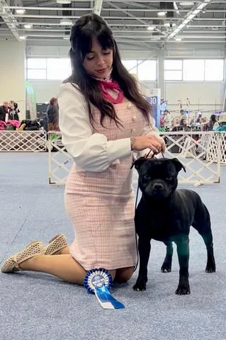 Virtus et Honor Amazing Paddy the Baddy aka Tikus